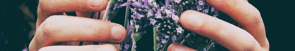 person touching purple petaled flowers